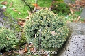 wbgarden dwarf conifers 45